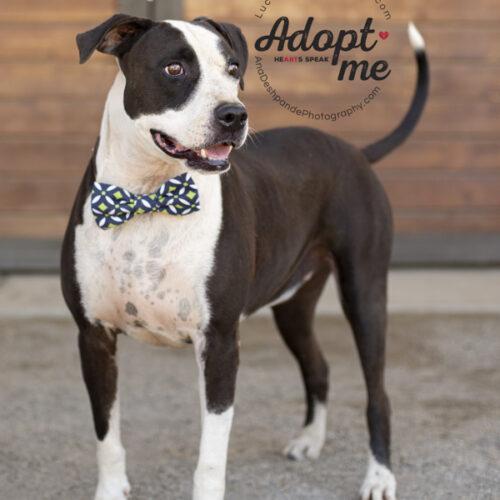 Newbie, a Adoptable mixed breed in Bakersfield, CA image 2/5