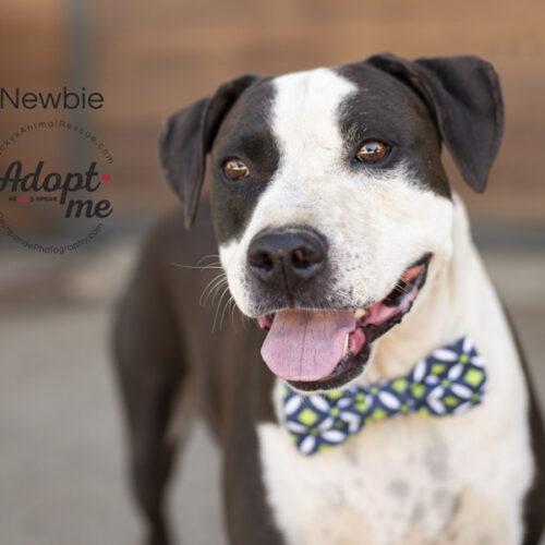 Newbie, a Adoptable mixed breed in Bakersfield, CA image 3/5