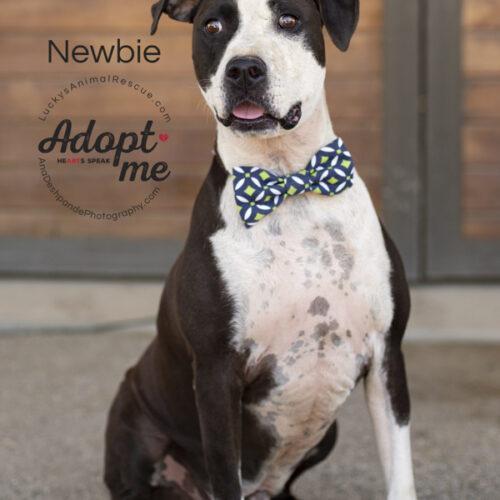 Newbie, a Adoptable mixed breed in Bakersfield, CA image 4/5