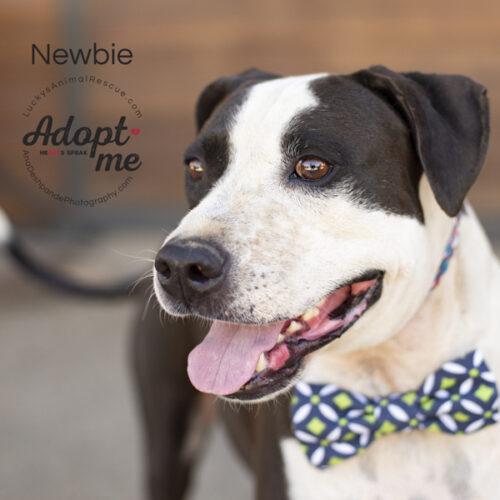 Newbie, a Adoptable mixed breed in Bakersfield, CA image 5/5