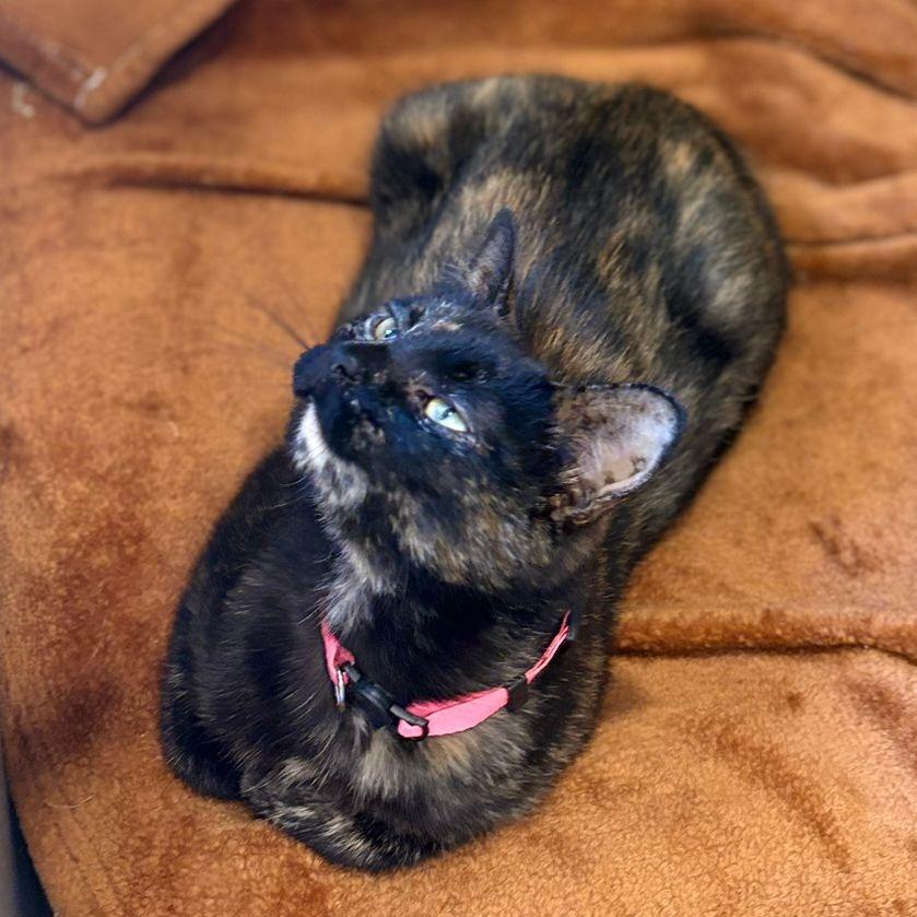 Torrie, Adoptable, Adult Female American Shorthair.