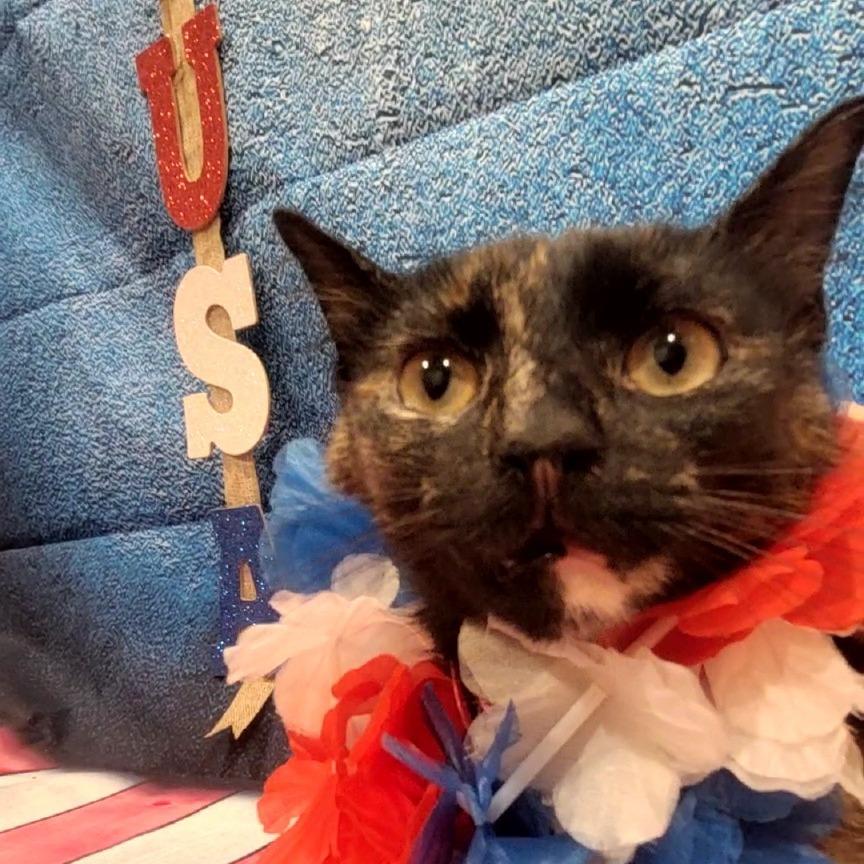 Torrie, Adoptable, Adult Female American Shorthair.