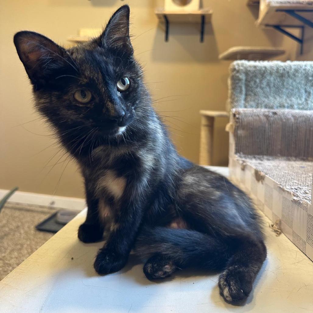 Enlarge Torrie, a Adoptable American Shorthair in Tipton, IN image 2/6