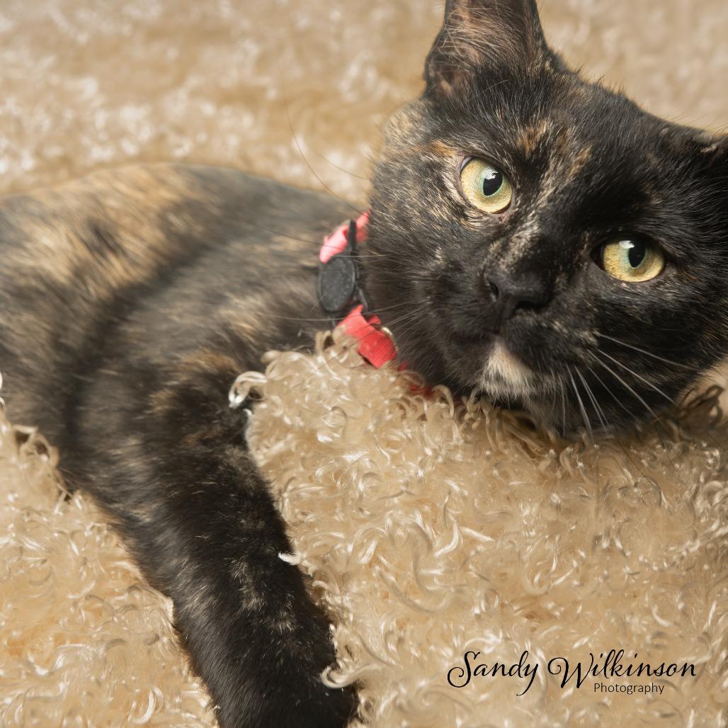 Enlarge Torrie, a Adoptable American Shorthair in Tipton, IN image 3/6