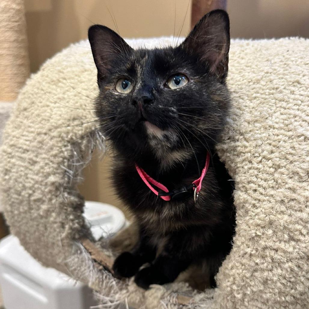 Enlarge Torrie, a Adoptable American Shorthair in Tipton, IN image 4/6