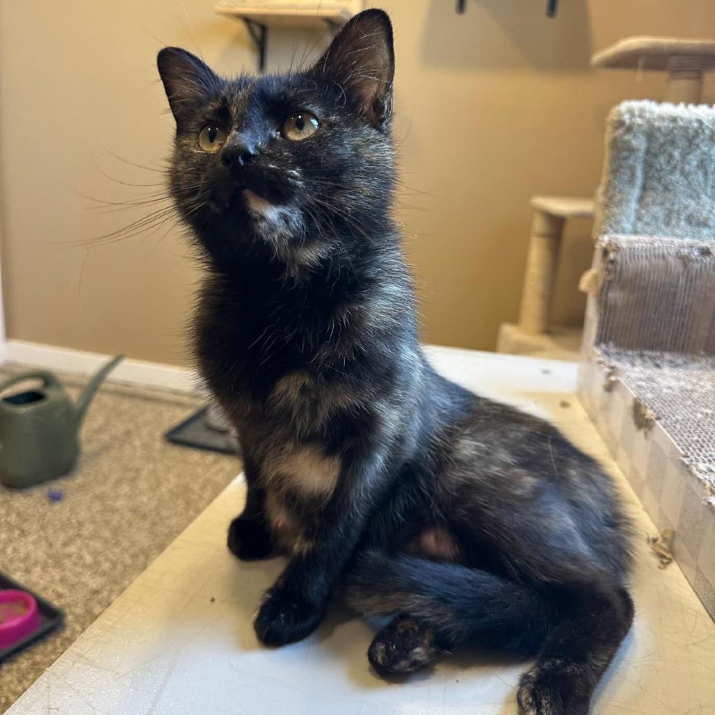 Enlarge Torrie, a Adoptable American Shorthair in Tipton, IN image 5/6