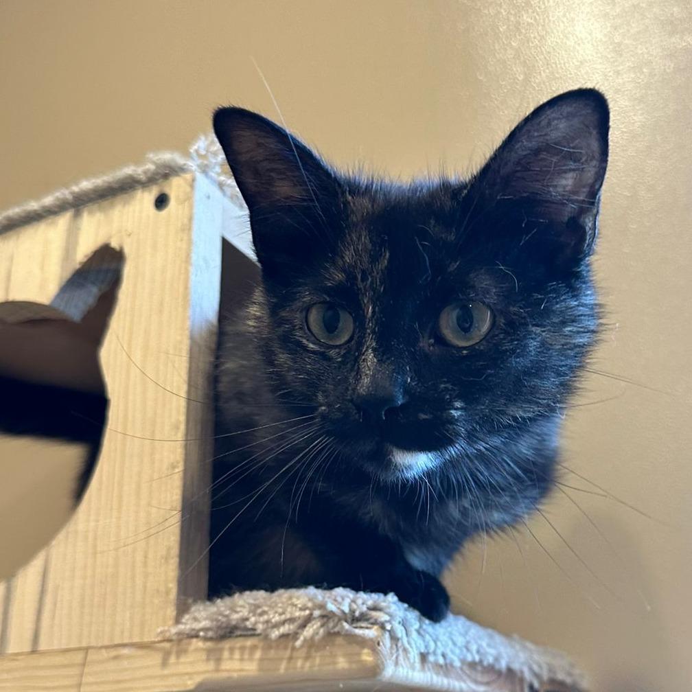 Enlarge Torrie, a Adoptable American Shorthair in Tipton, IN image 6/6