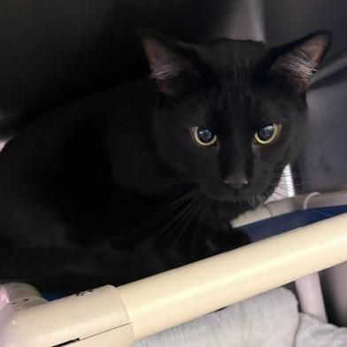 Enlarge Achilles, a Adoptable Domestic Short Hair in Emporia, KS image 1/2
