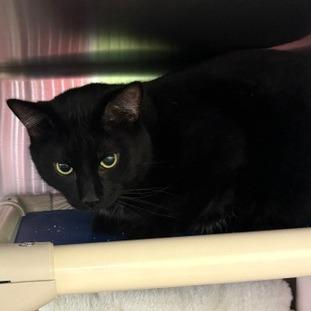 Enlarge Achilles, a Adoptable Domestic Short Hair in Emporia, KS image 2/2
