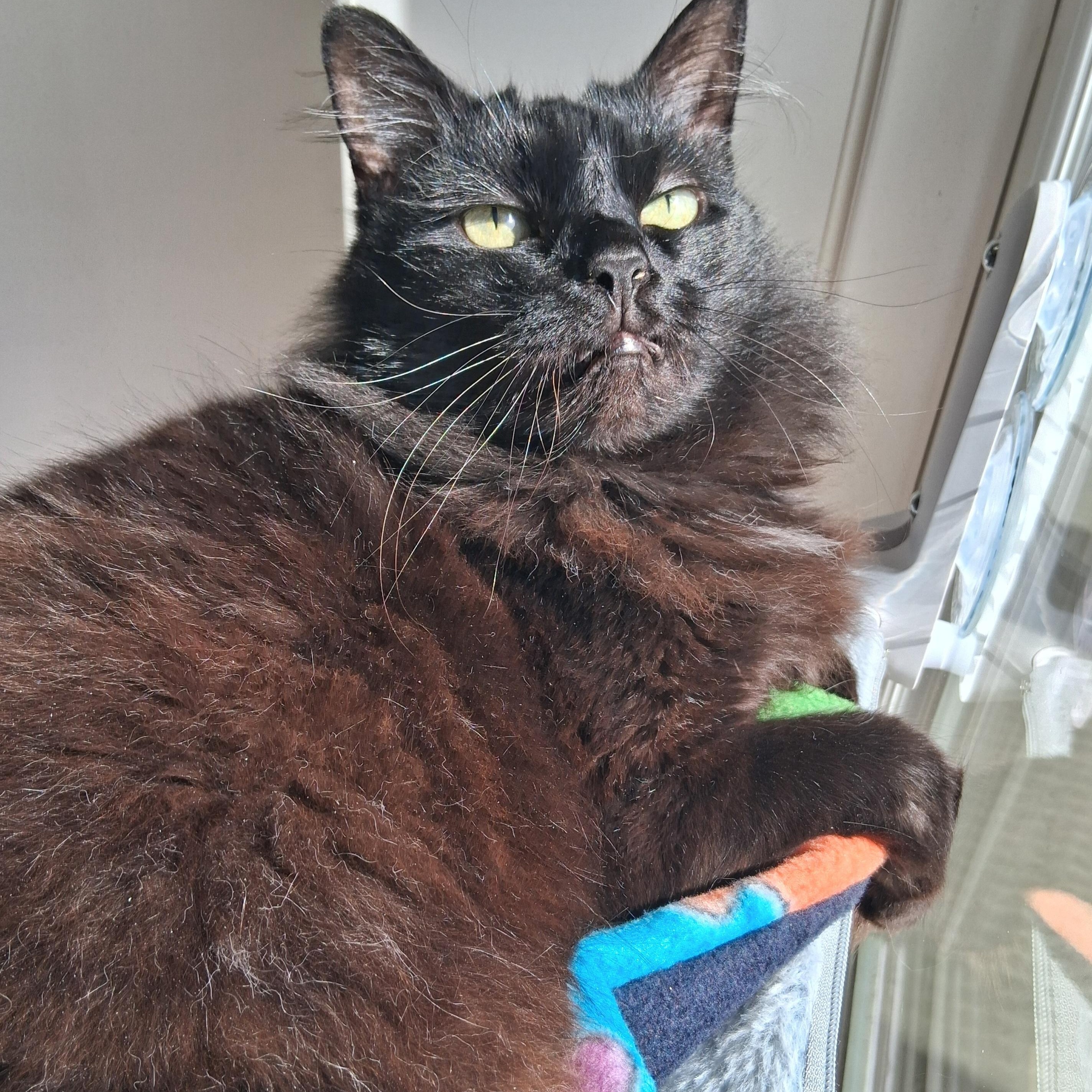 Enlarge Chi Chi, a Adopted Domestic Medium Hair in Belmont, NY image 2/6