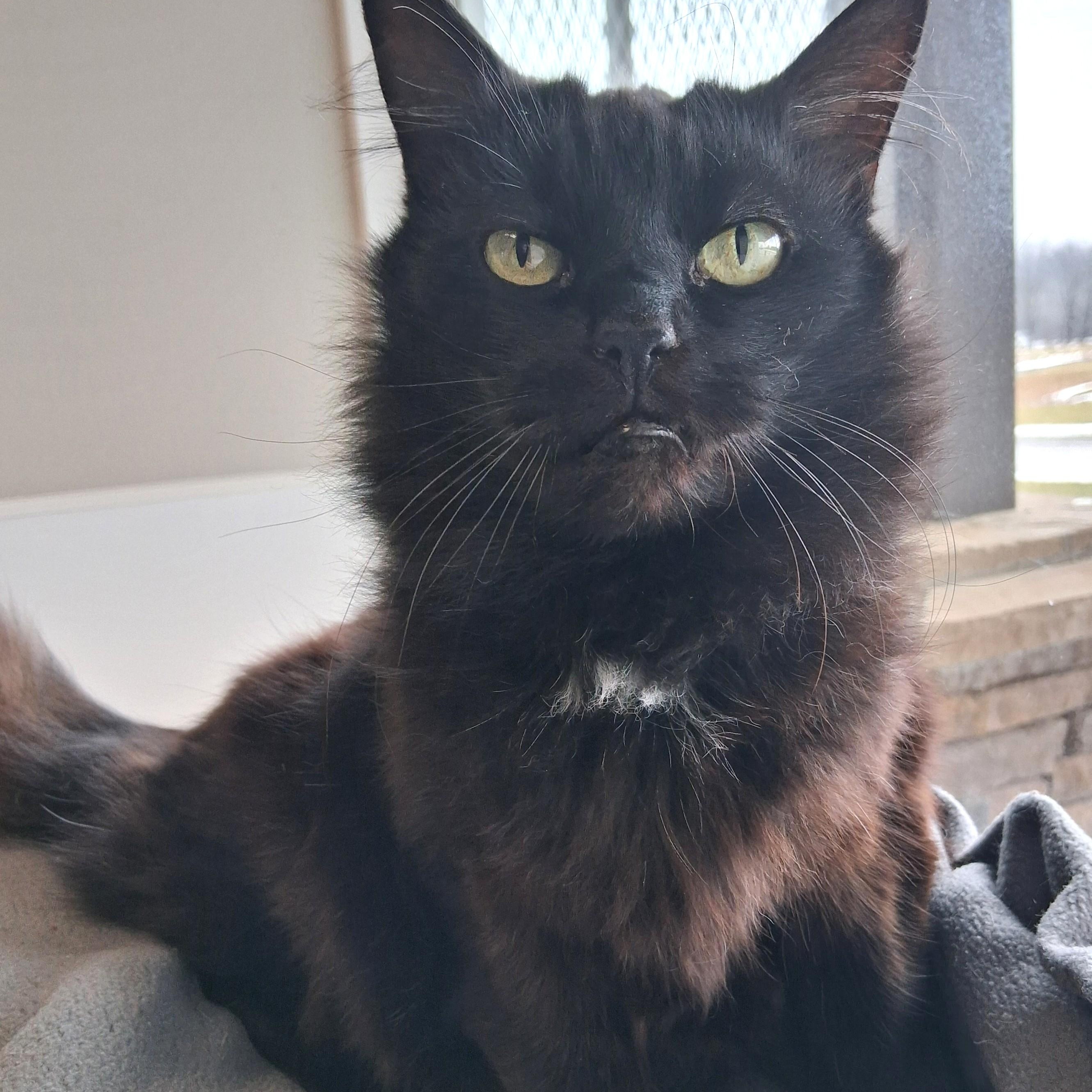 Enlarge Chi Chi, a Adopted Domestic Medium Hair in Belmont, NY image 4/6