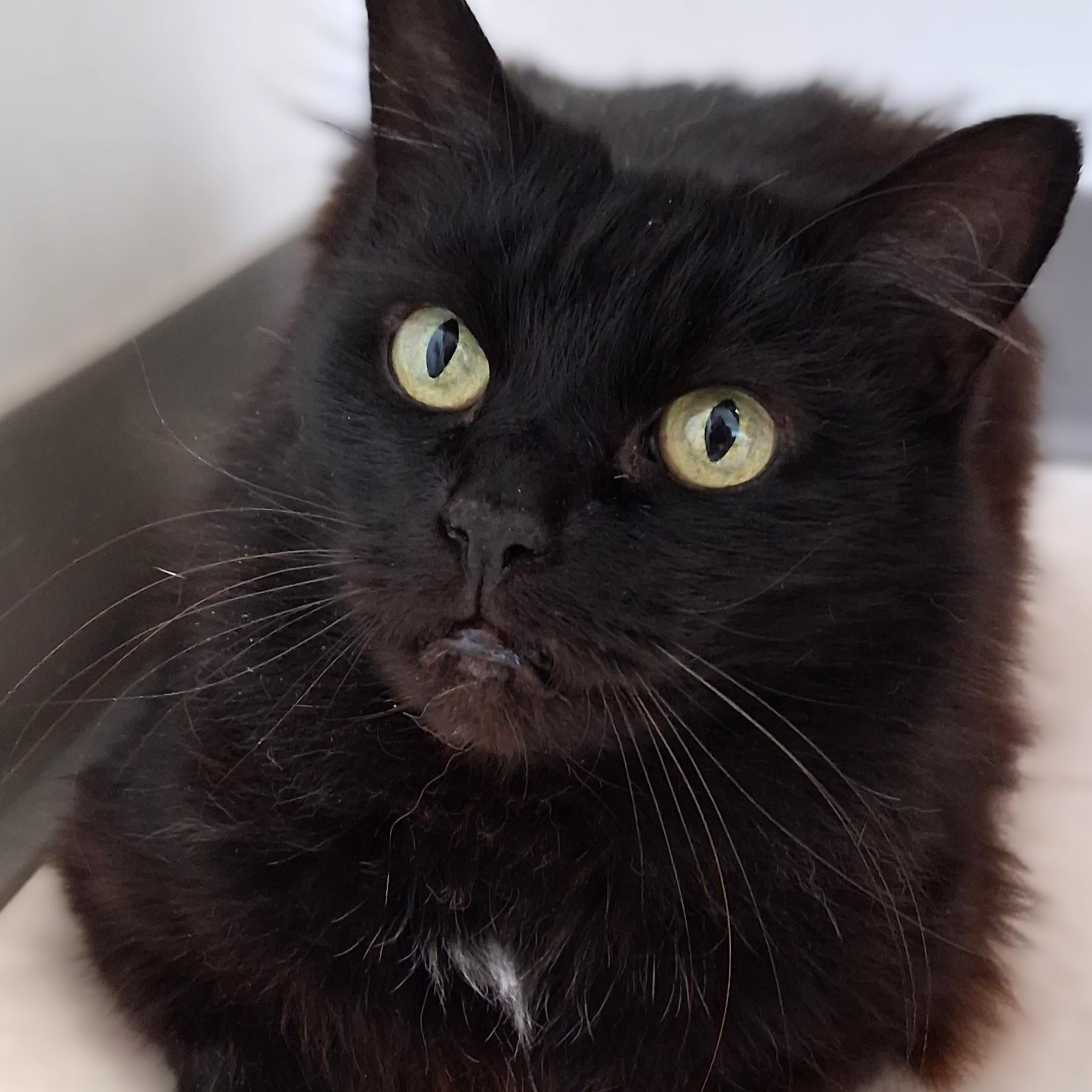 Enlarge Chi Chi, a Adopted Domestic Medium Hair in Belmont, NY image 5/6