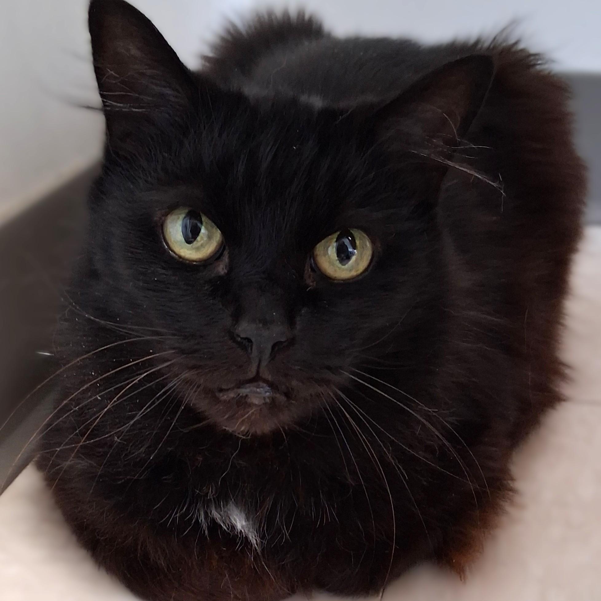 Enlarge Chi Chi, a Adopted Domestic Medium Hair in Belmont, NY image 6/6
