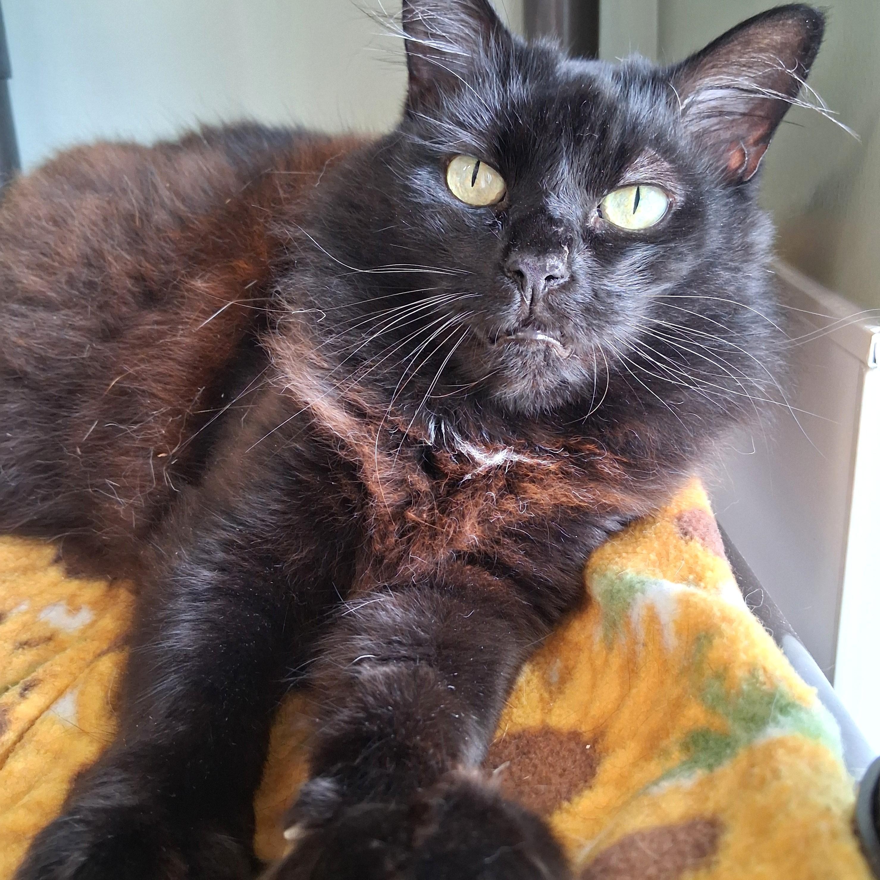 Chi Chi, Adopted, Senior Female Domestic Medium Hair.