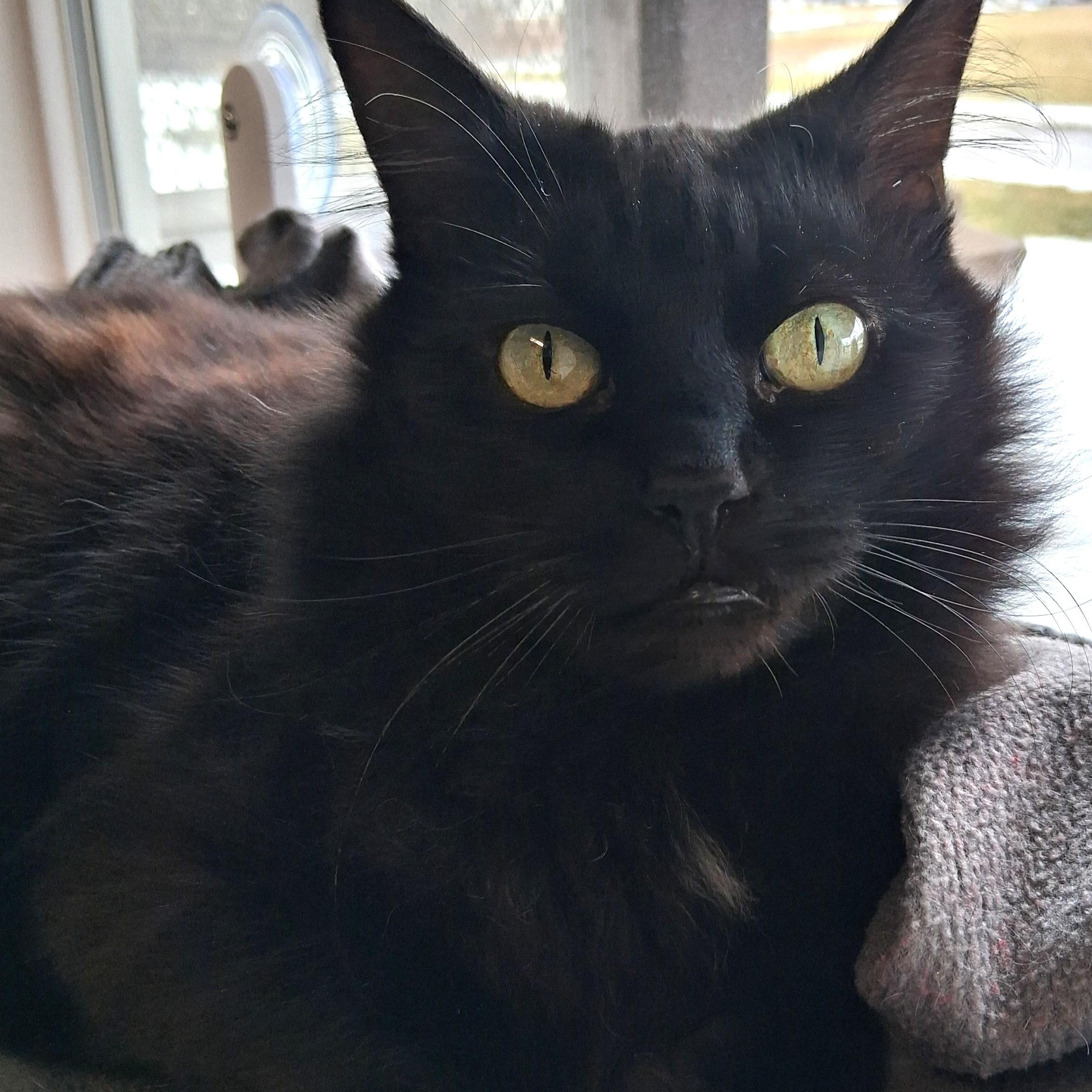 Enlarge Chi Chi, a Adopted Domestic Medium Hair in Belmont, NY image 3/6