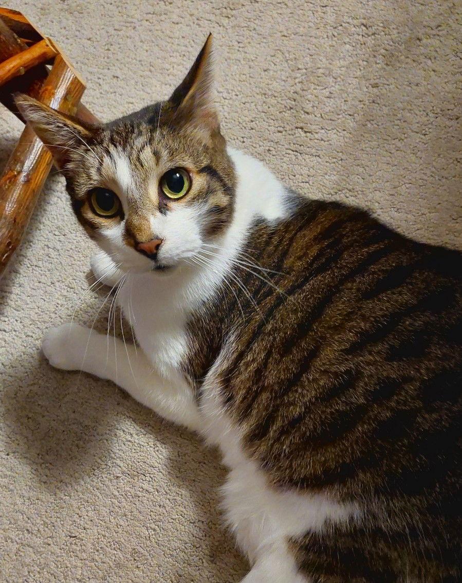 Wade, Adoptable, Adult Male Domestic Short Hair & Tabby.