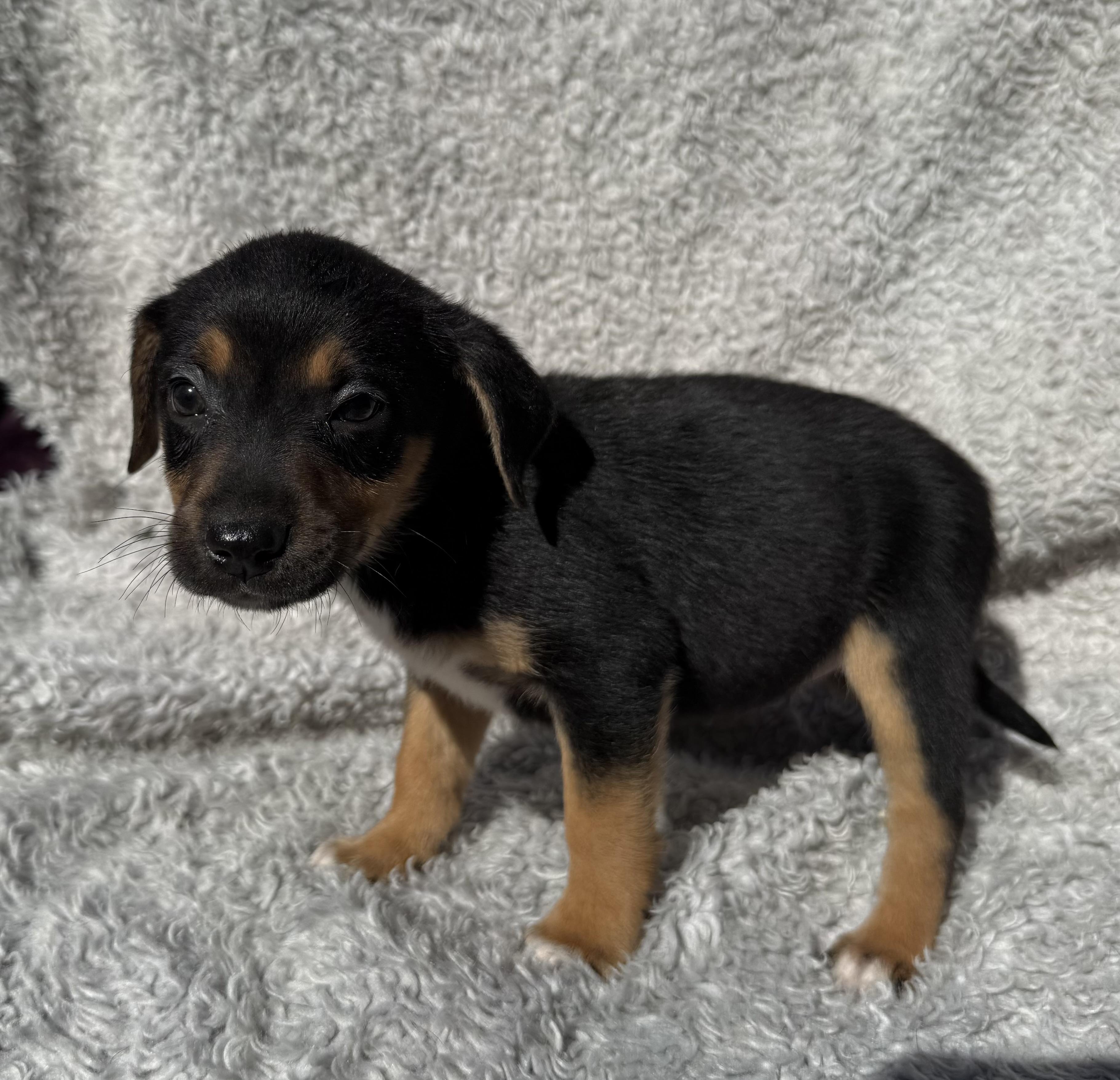 Pistachio thumbnail 2