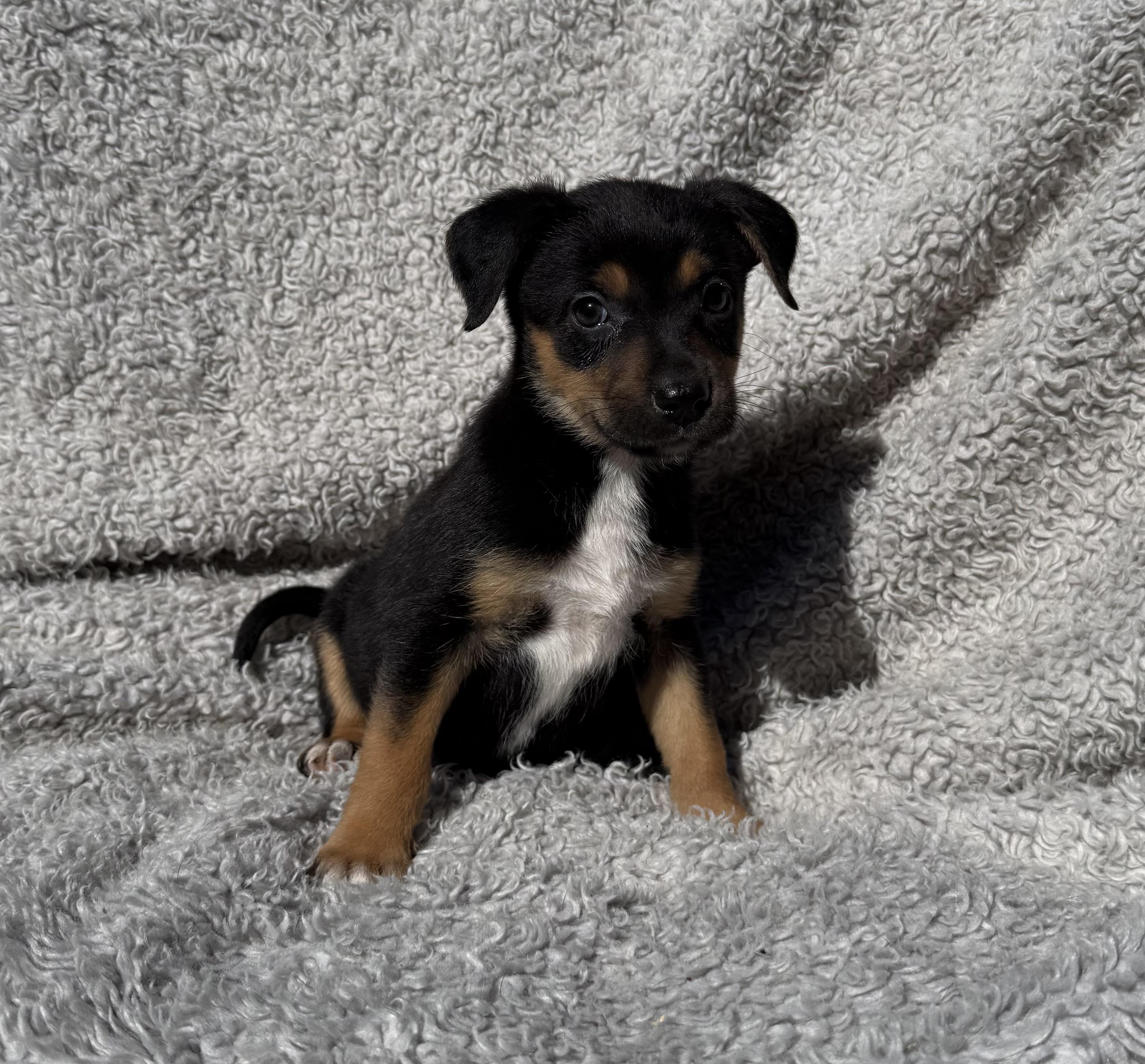 Pistachio thumbnail 3