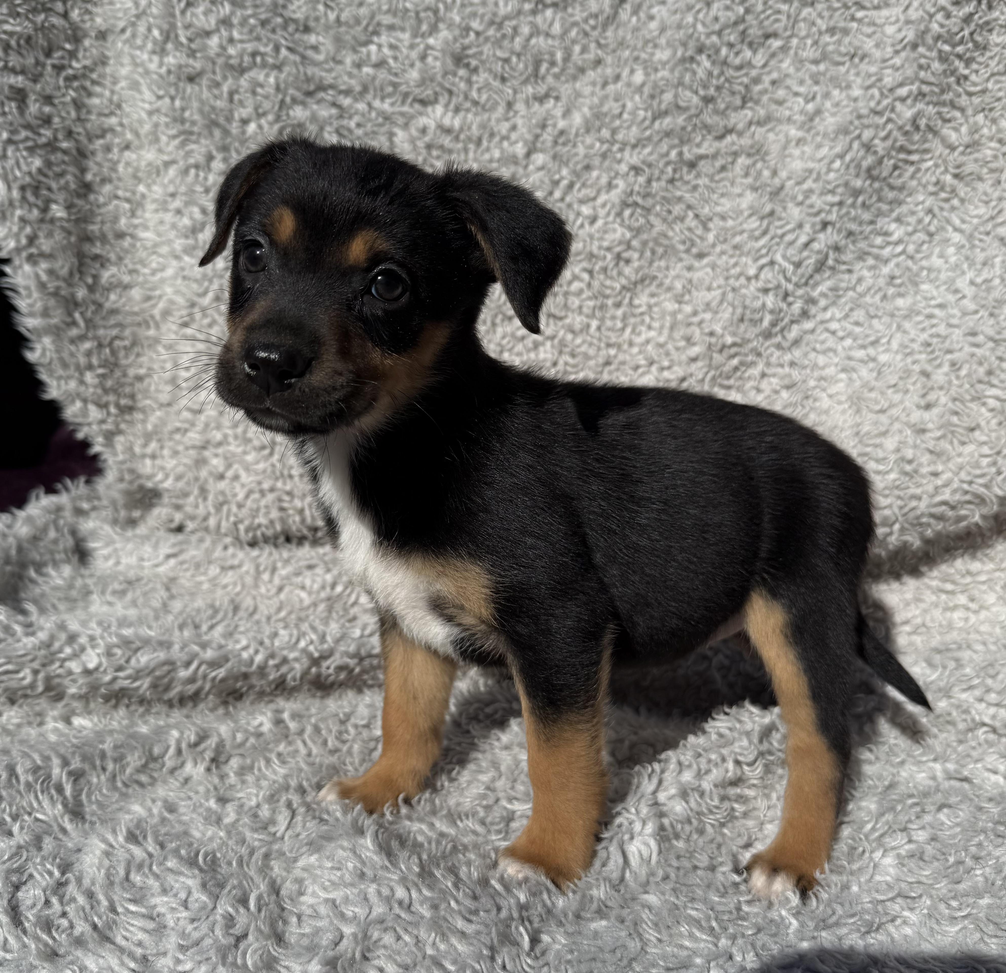 Pistachio thumbnail 4