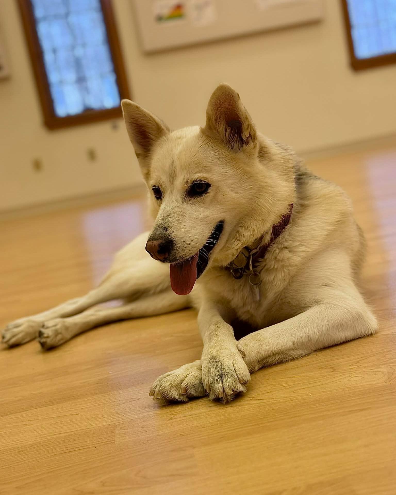 Enlarge Jessie, an adoptable mixed breed in Fremont, MI image 2/5