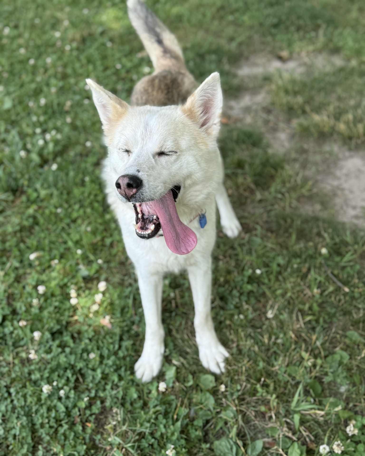 Jessie, an adoptable mixed breed in Fremont, MI image 2/3