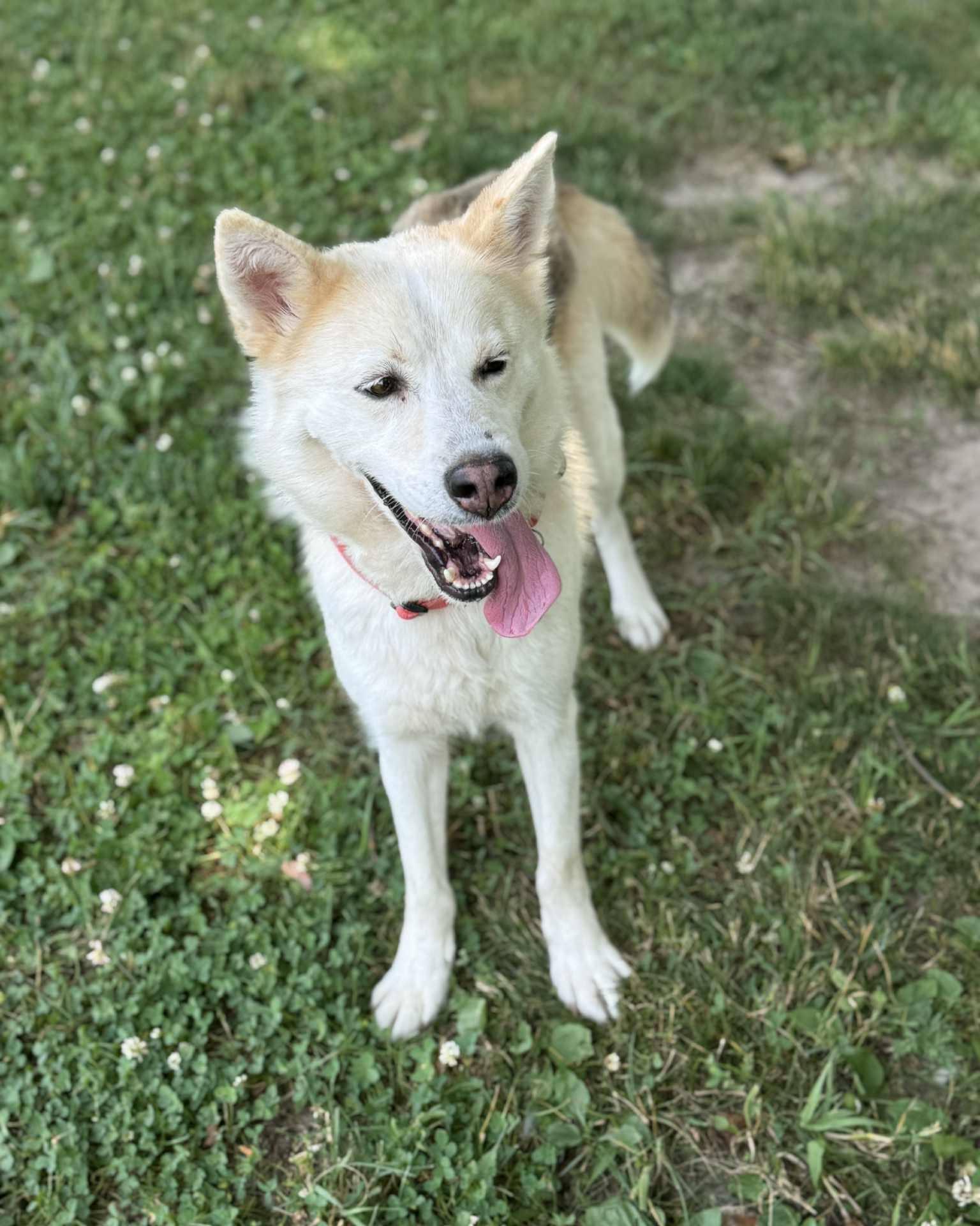 Jessie, an adoptable Husky in Fremont, MI, 49412 | Photo Image 1