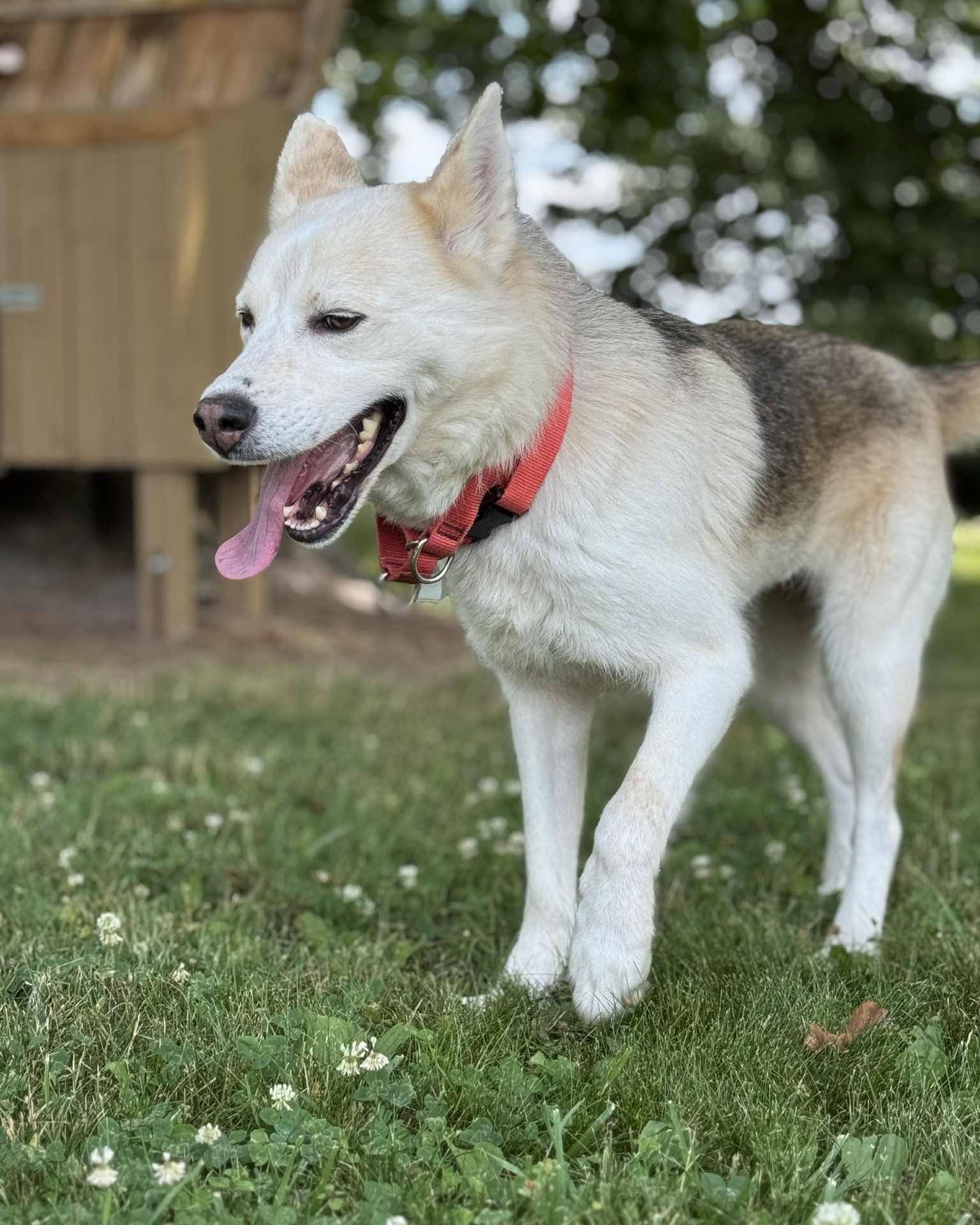 Jessie, an adoptable mixed breed in Fremont, MI image 3/3