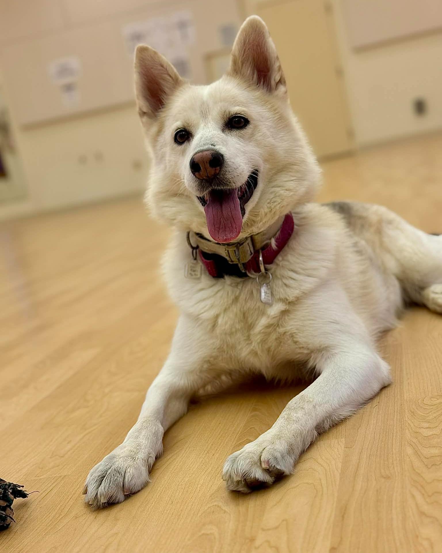 Enlarge Jessie, an adoptable mixed breed in Fremont, MI image 1/5