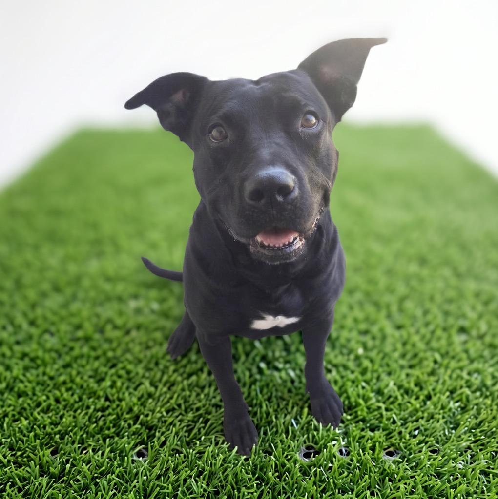 Charlotte, Adoptable, Adult Female Pit Bull Terrier & Labrador Retriever.