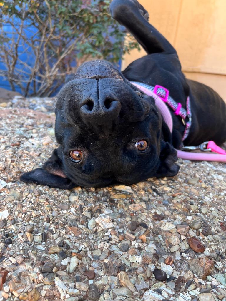 Charlotte, a Adoptable mixed breed in Midland, TX image 2/2