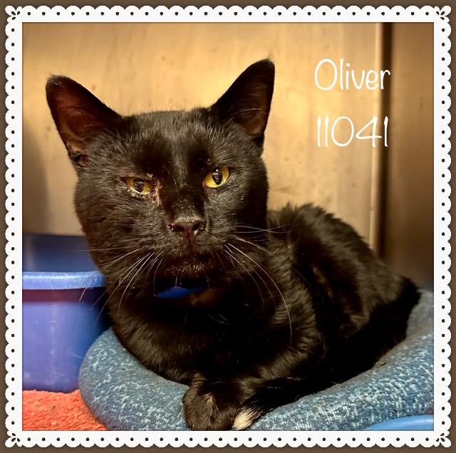 OLIVER - FIV+