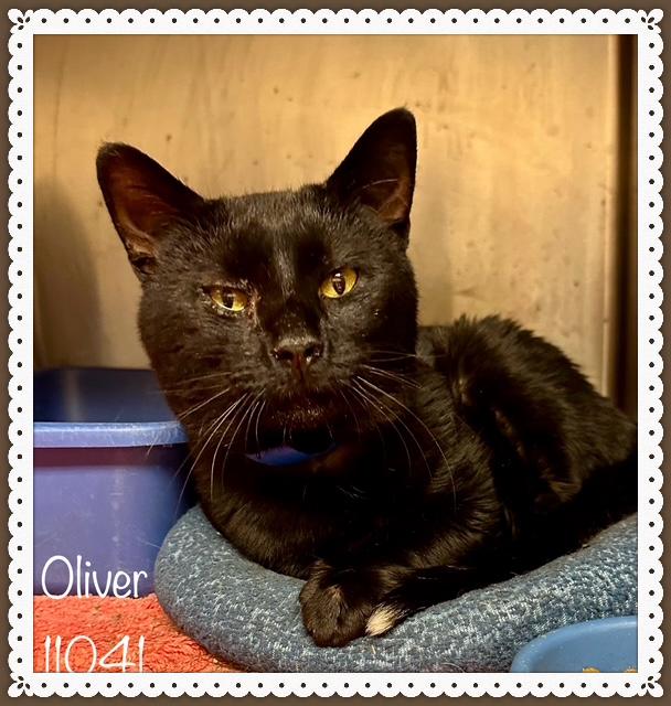 OLIVER - FIV+