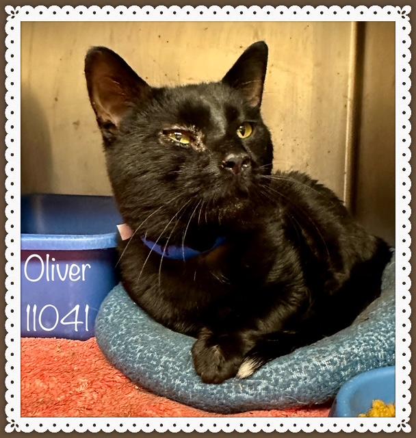 OLIVER - FIV+