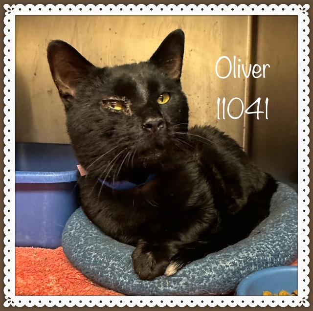 OLIVER - FIV+