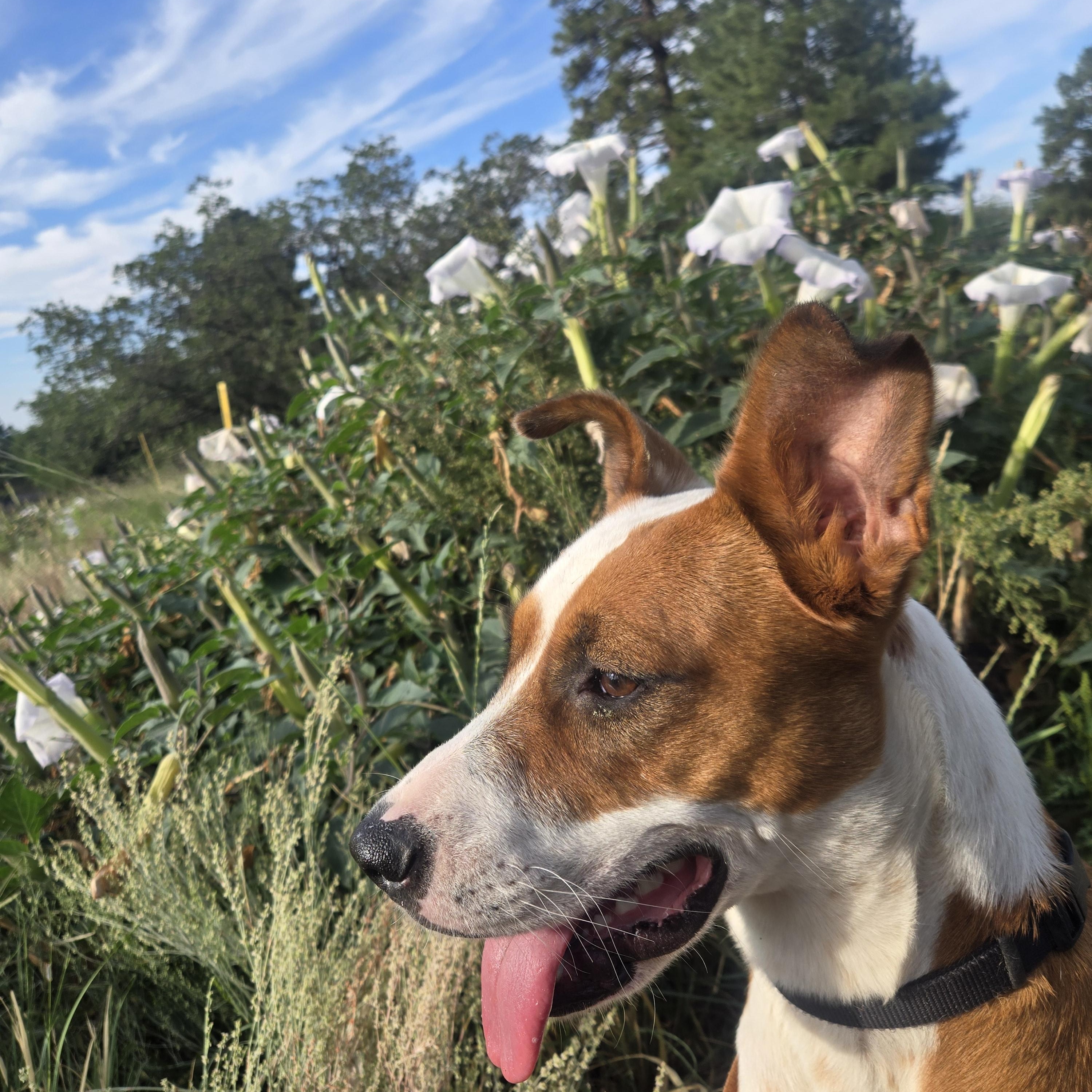 Enlarge Cammie, a Adoptable mixed breed in Prescott, AZ image 3/4