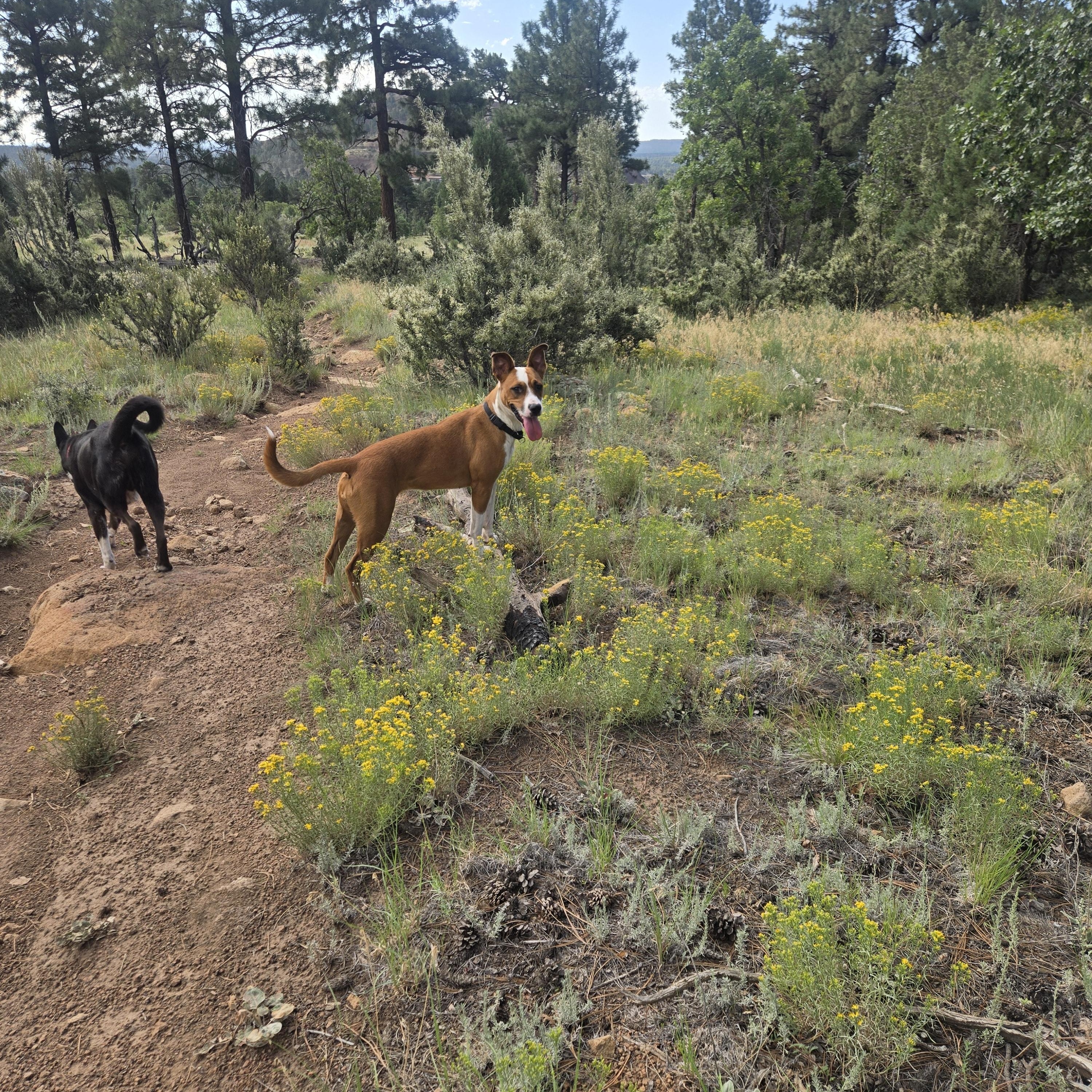Enlarge Cammie, a Adoptable mixed breed in Prescott, AZ image 4/4