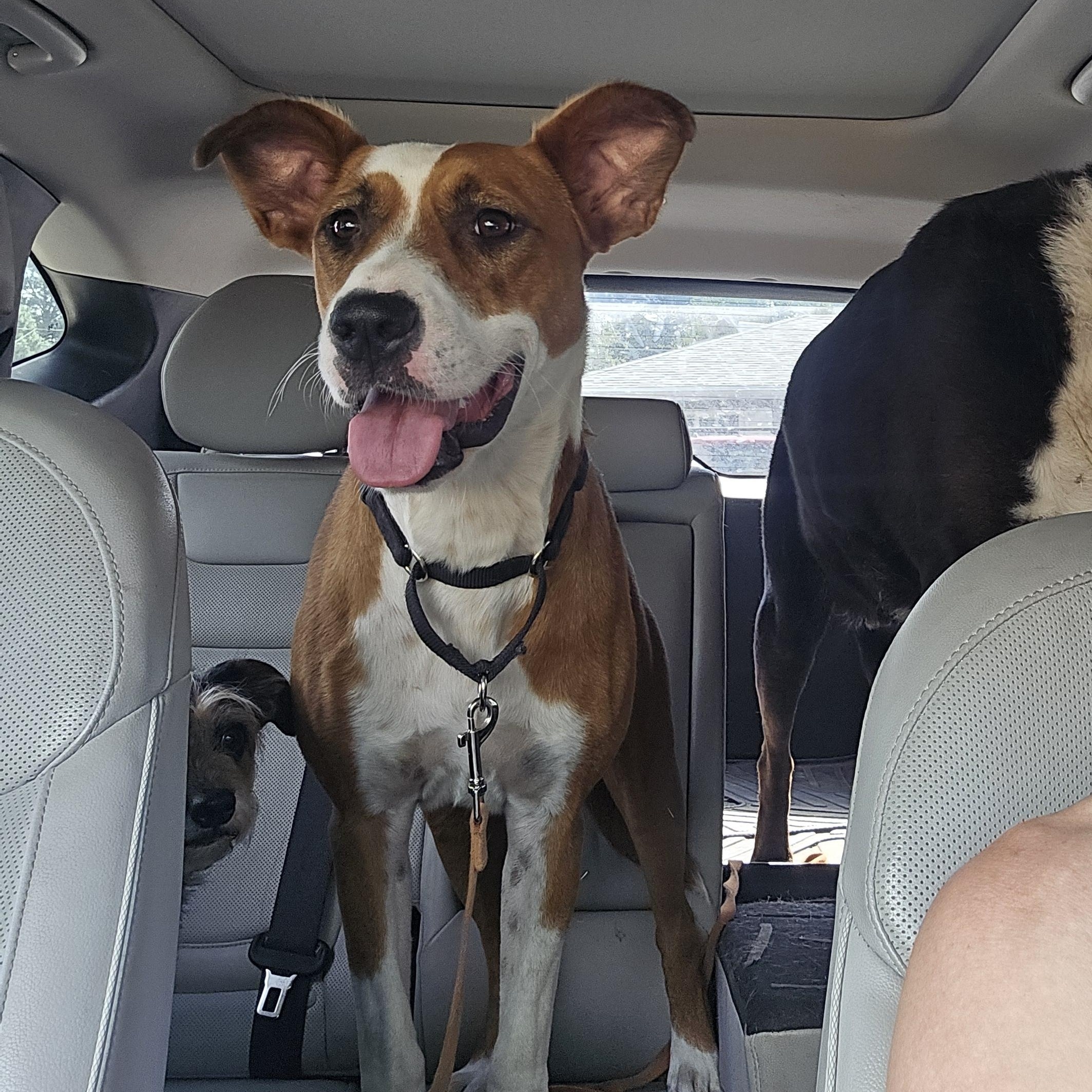 Enlarge Cammie, a Adoptable mixed breed in Prescott, AZ image 2/4