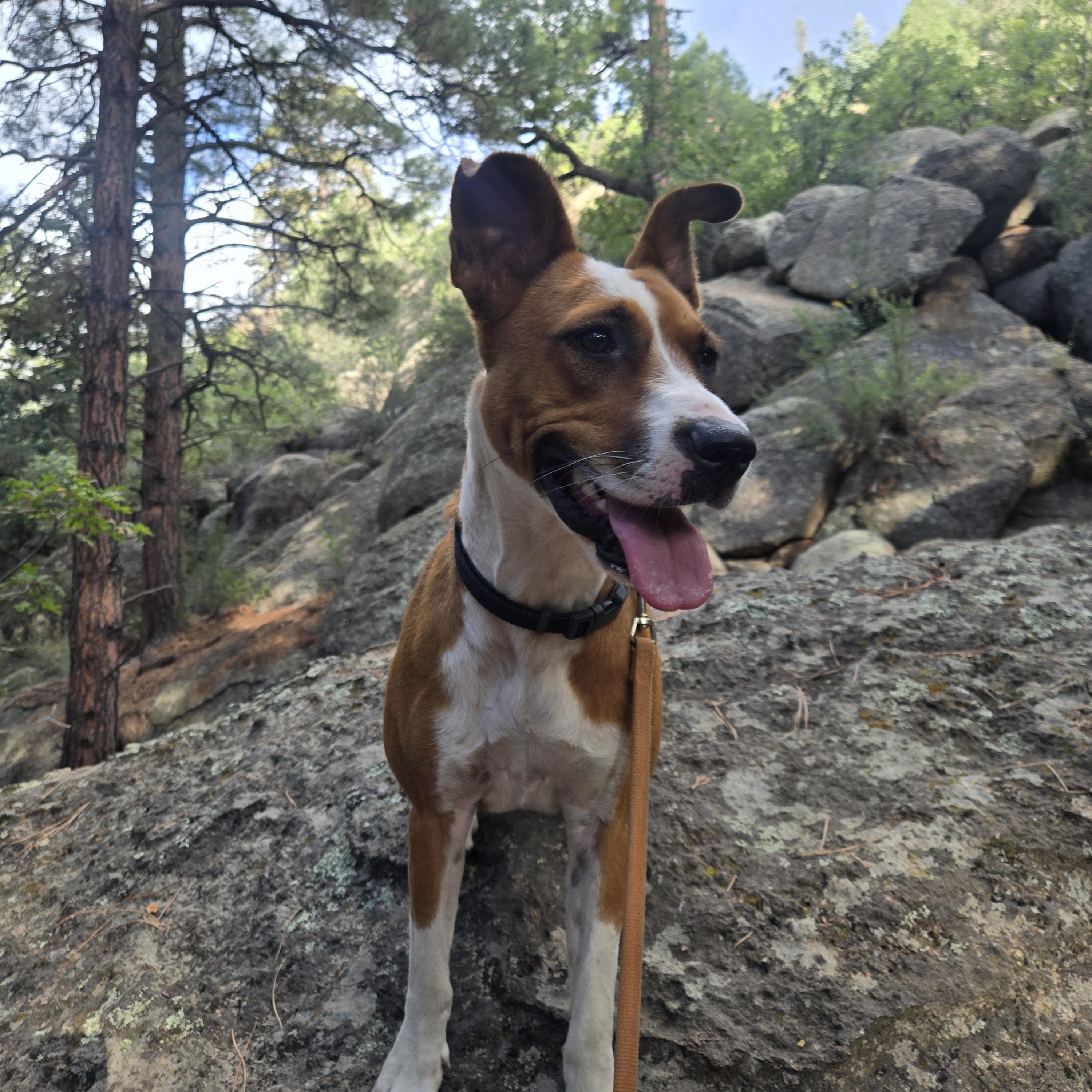 Enlarge Cammie, a Adoptable mixed breed in Prescott, AZ image 1/4