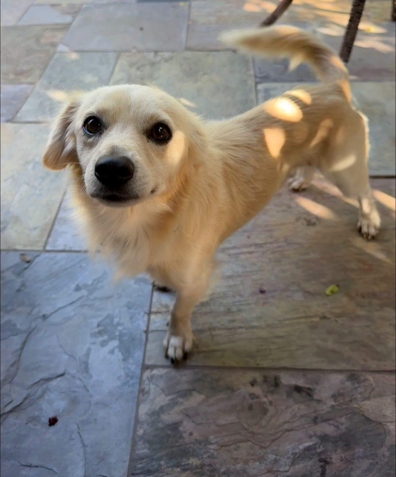 Enlarge Leo, a Adoptable mixed breed in Rockwall, TX image 2/6