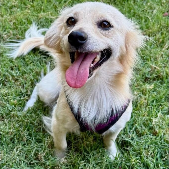 Enlarge Leo, a Adoptable mixed breed in Rockwall, TX image 1/6