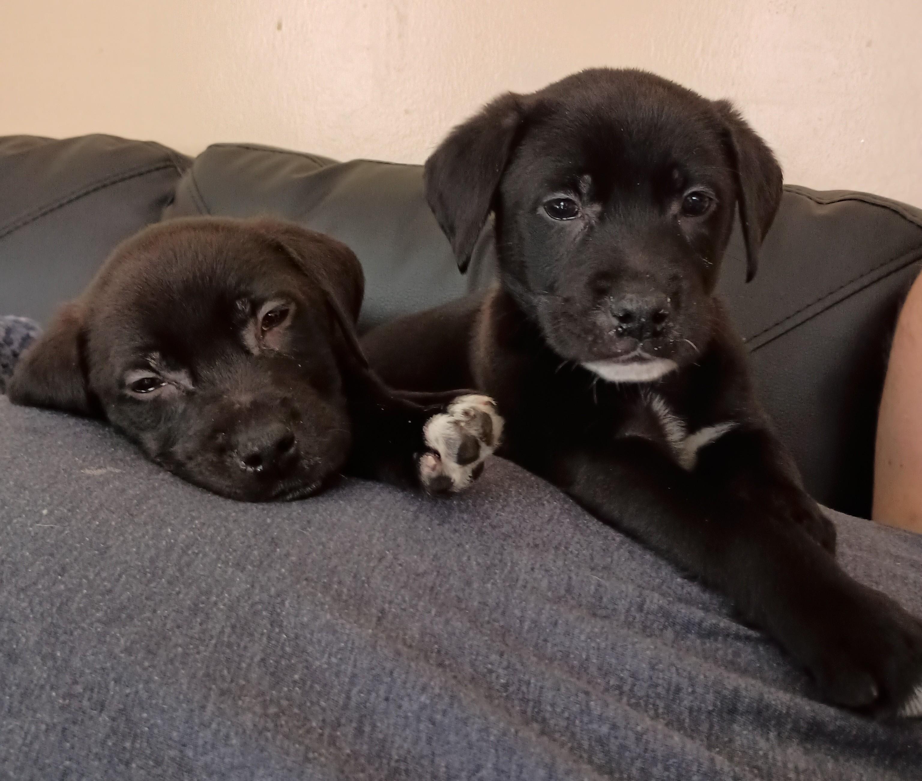 Cuddles and Ruffles, ADOPTABLE, Puppy Male Black Labrador Retriever.