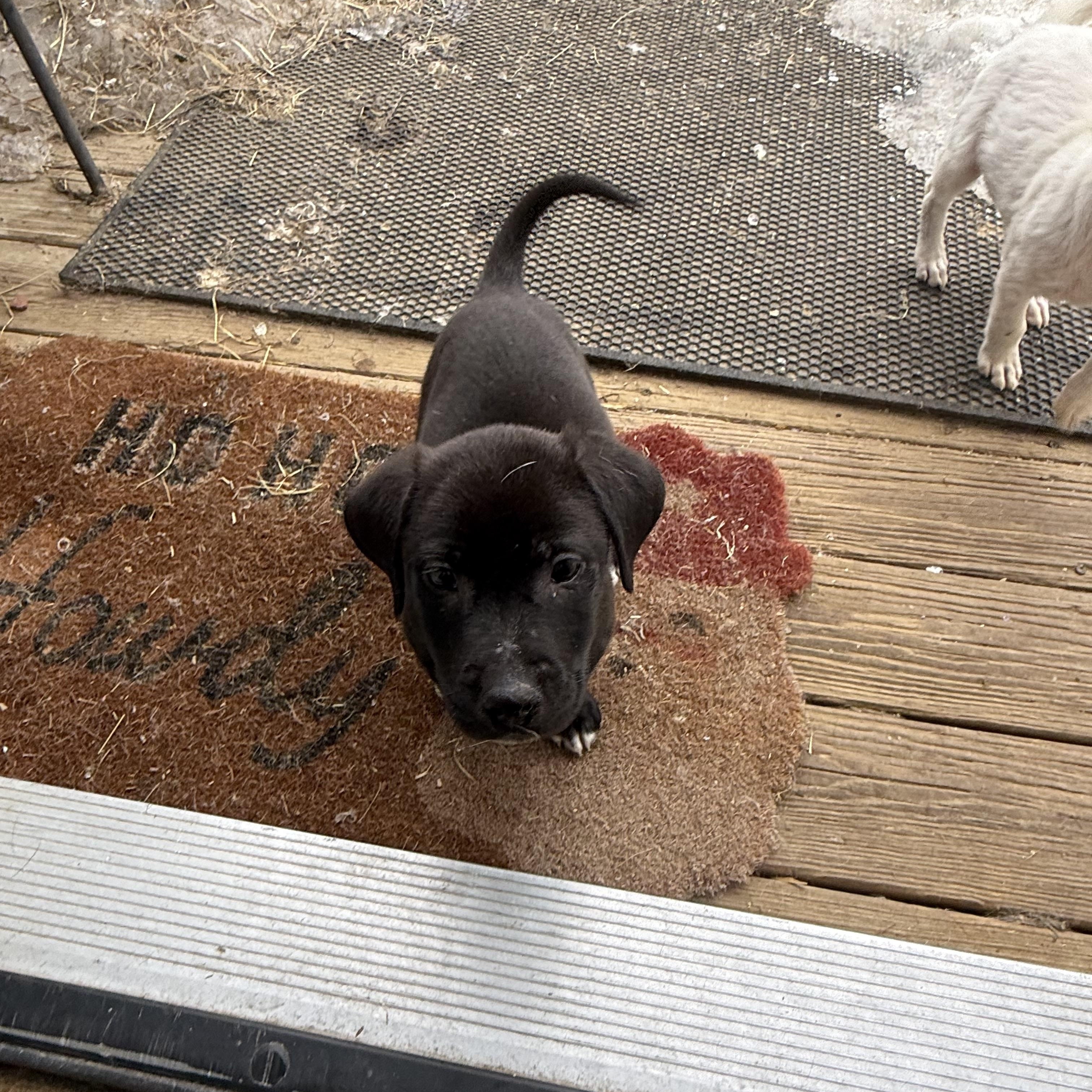 Enlarge Cuddles , a ADOPTABLE mixed breed in Albany, NY image 4/5