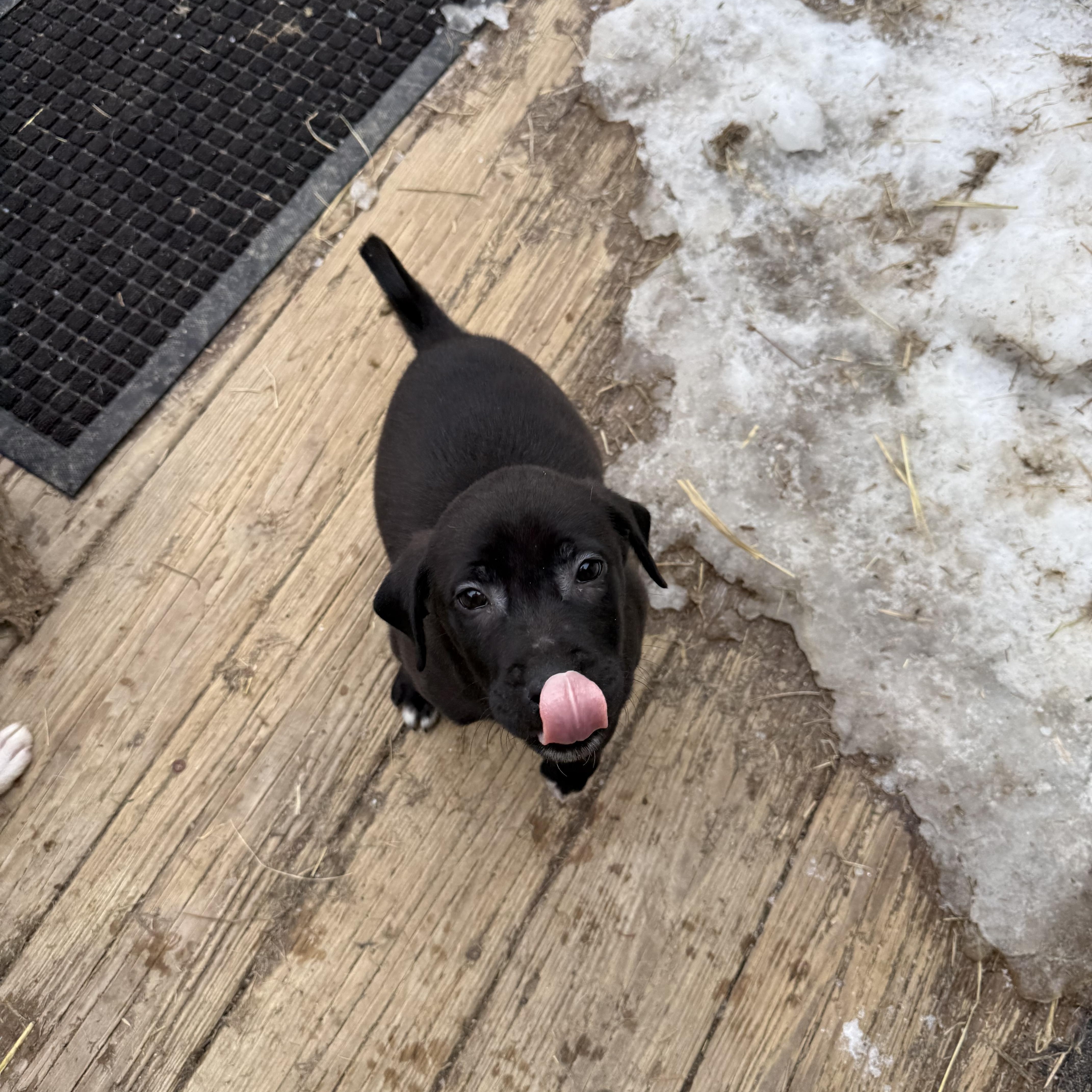 Enlarge Cuddles , a ADOPTABLE mixed breed in Albany, NY image 1/5