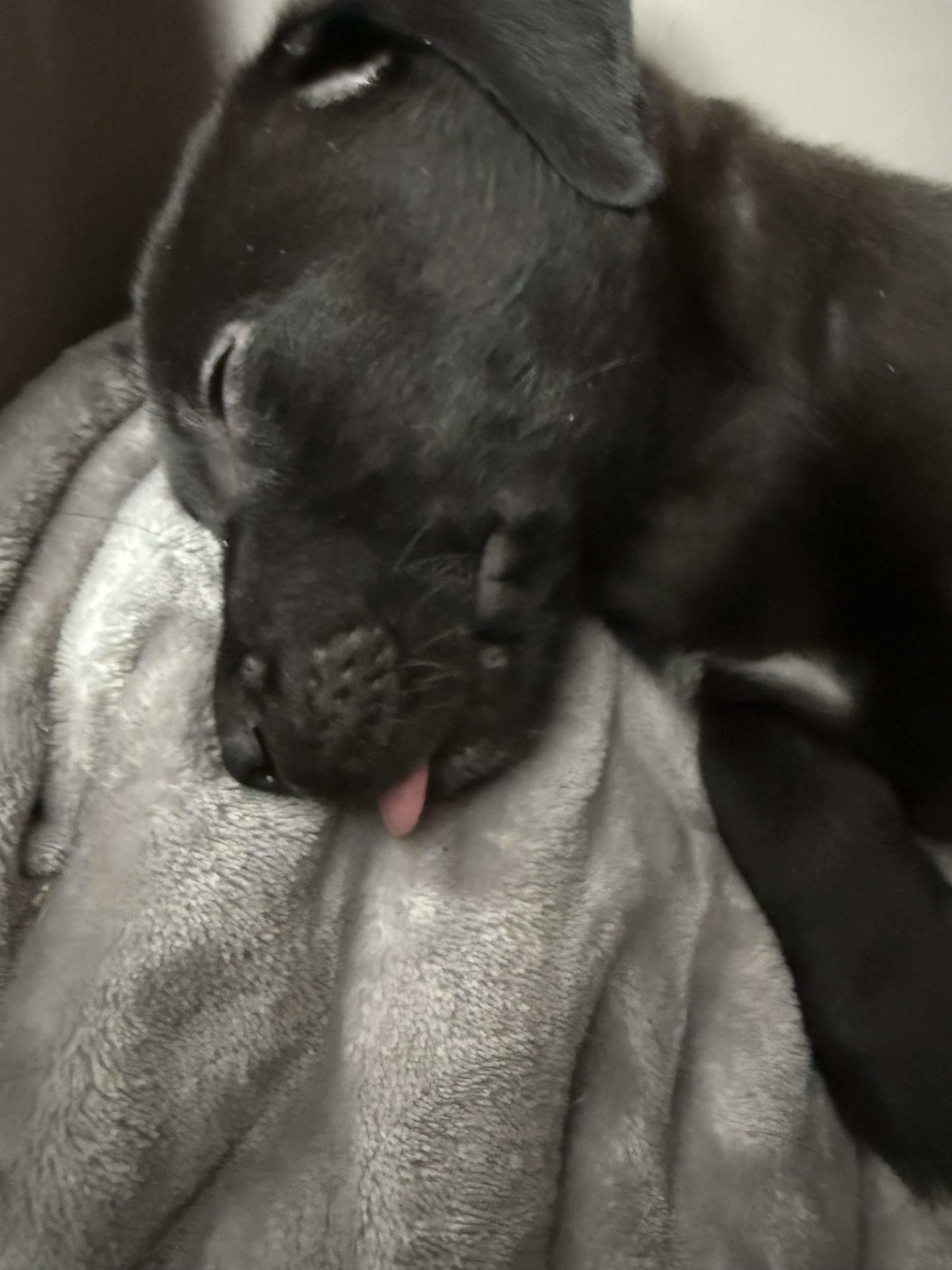 Enlarge Cuddles , a ADOPTABLE mixed breed in Albany, NY image 3/5