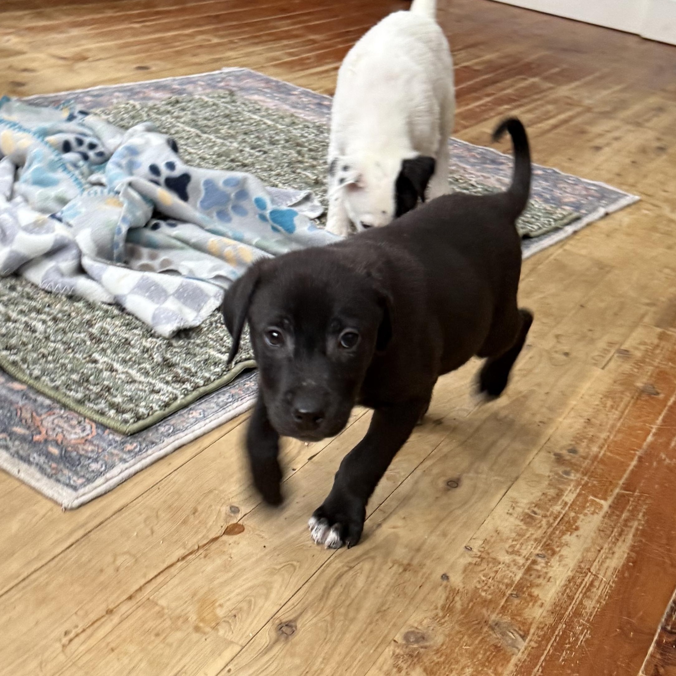 Enlarge Cuddles , a ADOPTABLE mixed breed in Albany, NY image 5/5