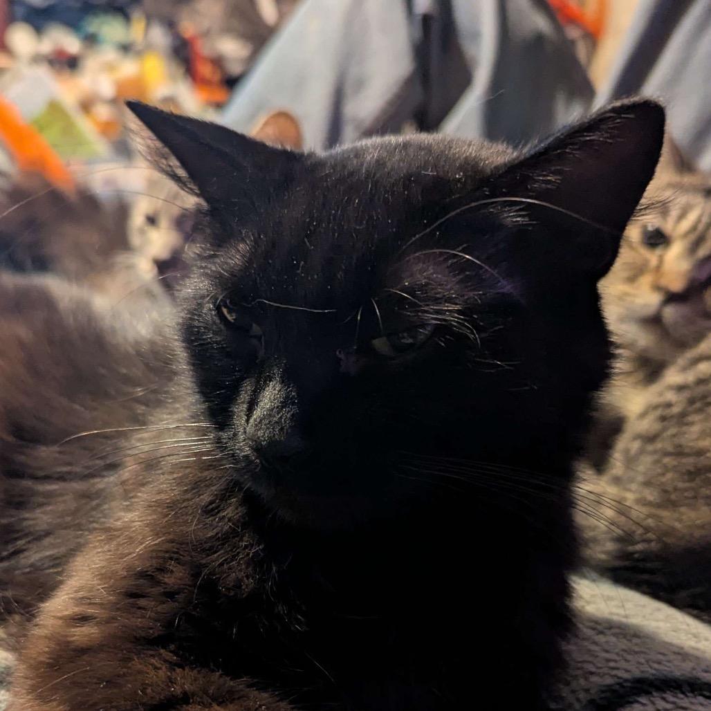 Twiddle Dum, Adoptable, Senior Female Domestic Short Hair.