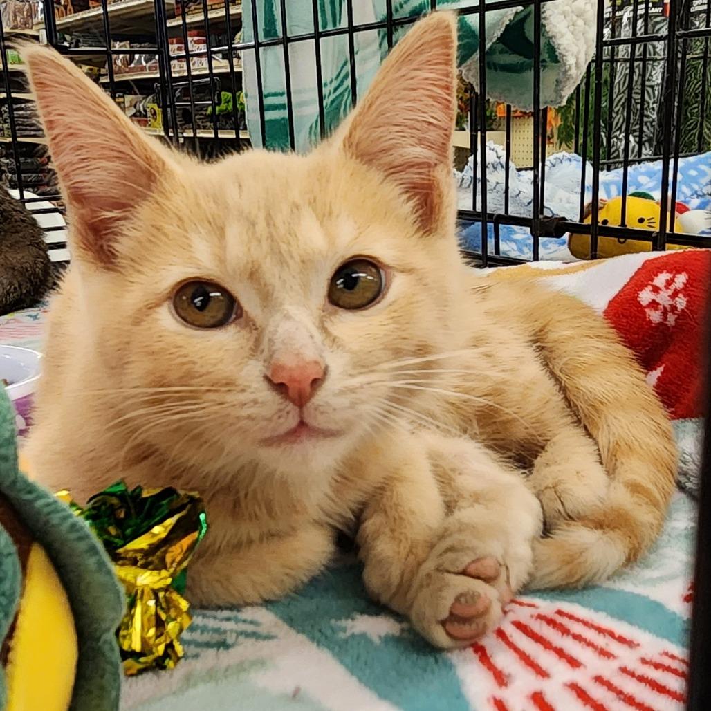 Enlarge An Etsy Witch Put A Curse On Me, a Adoptable Domestic Short Hair in Toledo, OH image 1/1