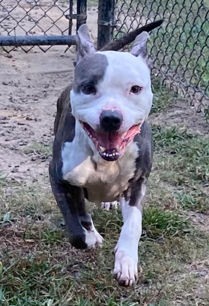 Wigglytuff, Adoptable, Adult Male Terrier & Mixed Breed.