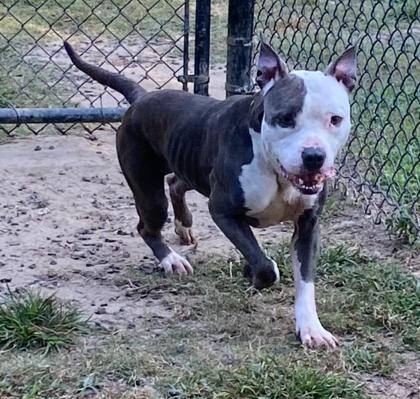 Enlarge Wigglytuff, a Adoptable mixed breed in Conway, SC image 3/3