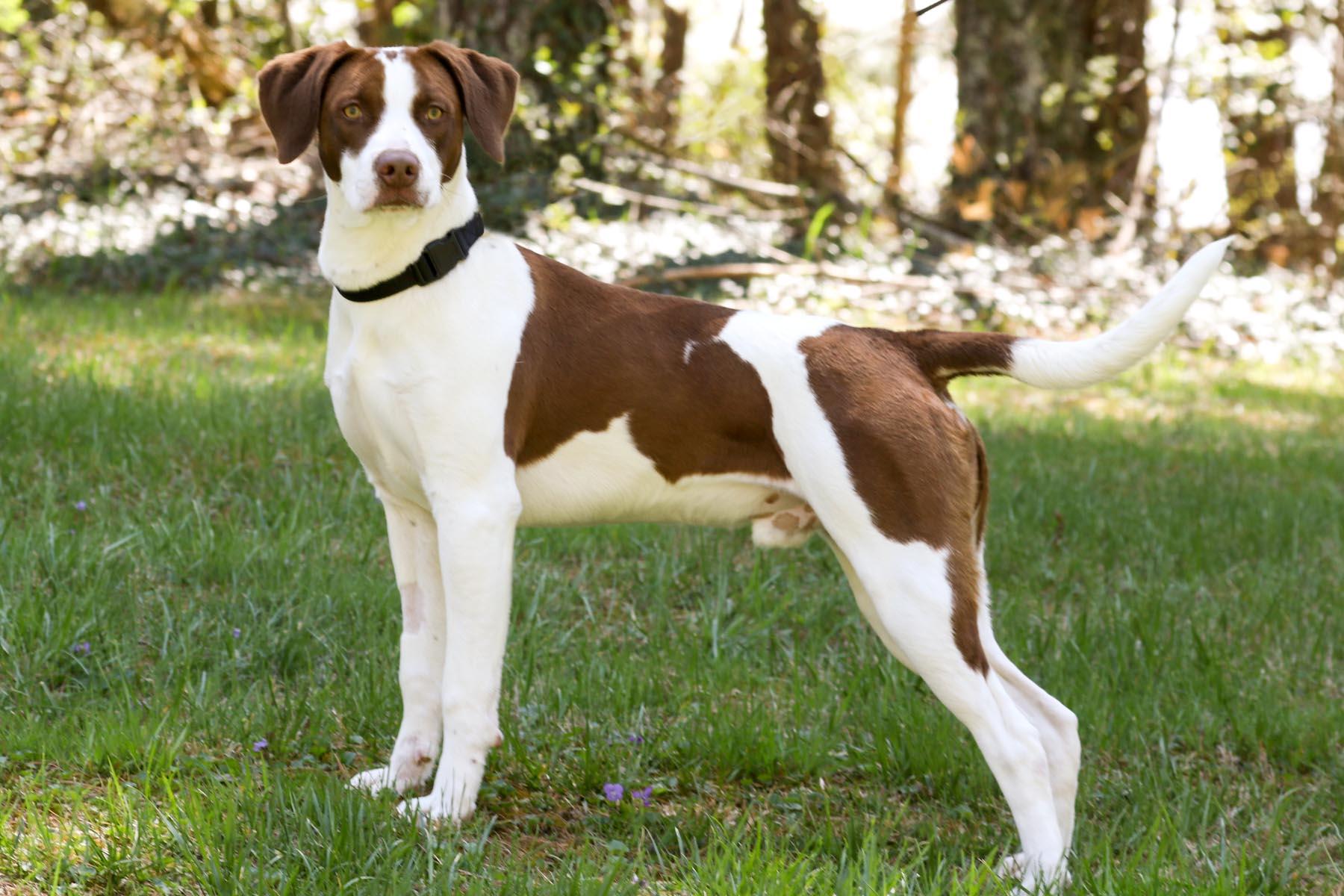 Scout